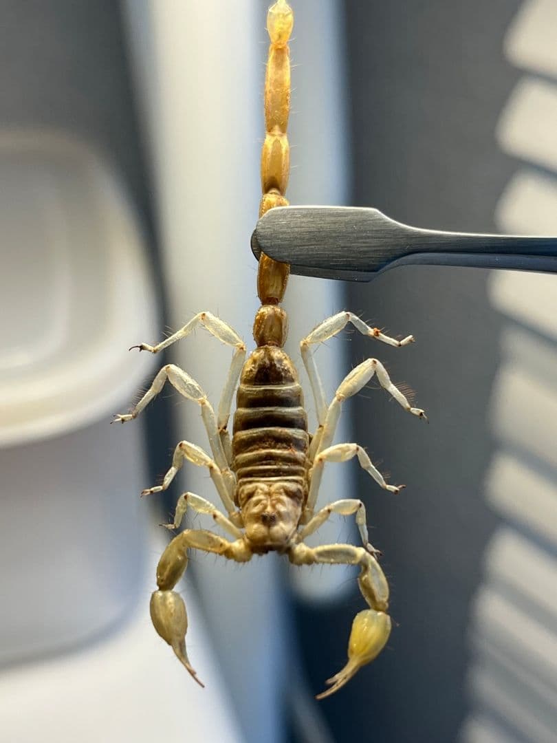 【標本】バーグサンドスイマースコーピオン