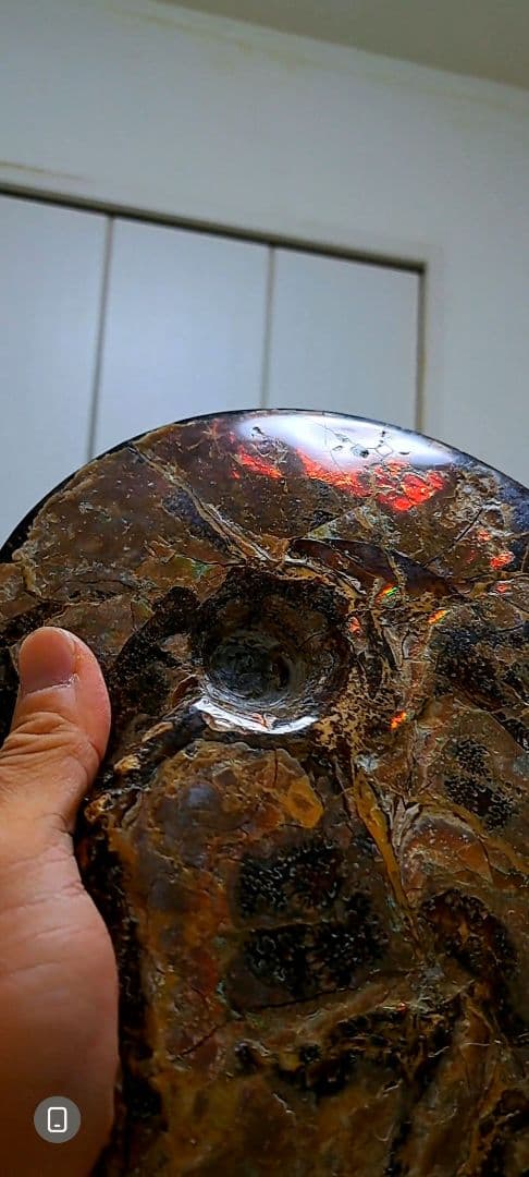 アンモライト　カナダアルバータ　化石　完全体　両面虹色　７色