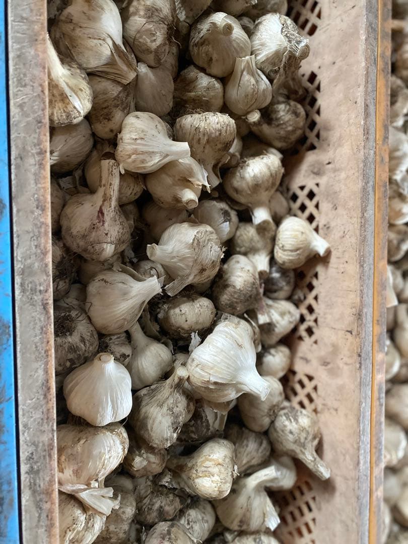 専用青森県産にんにく　Mサイズ 20キロ