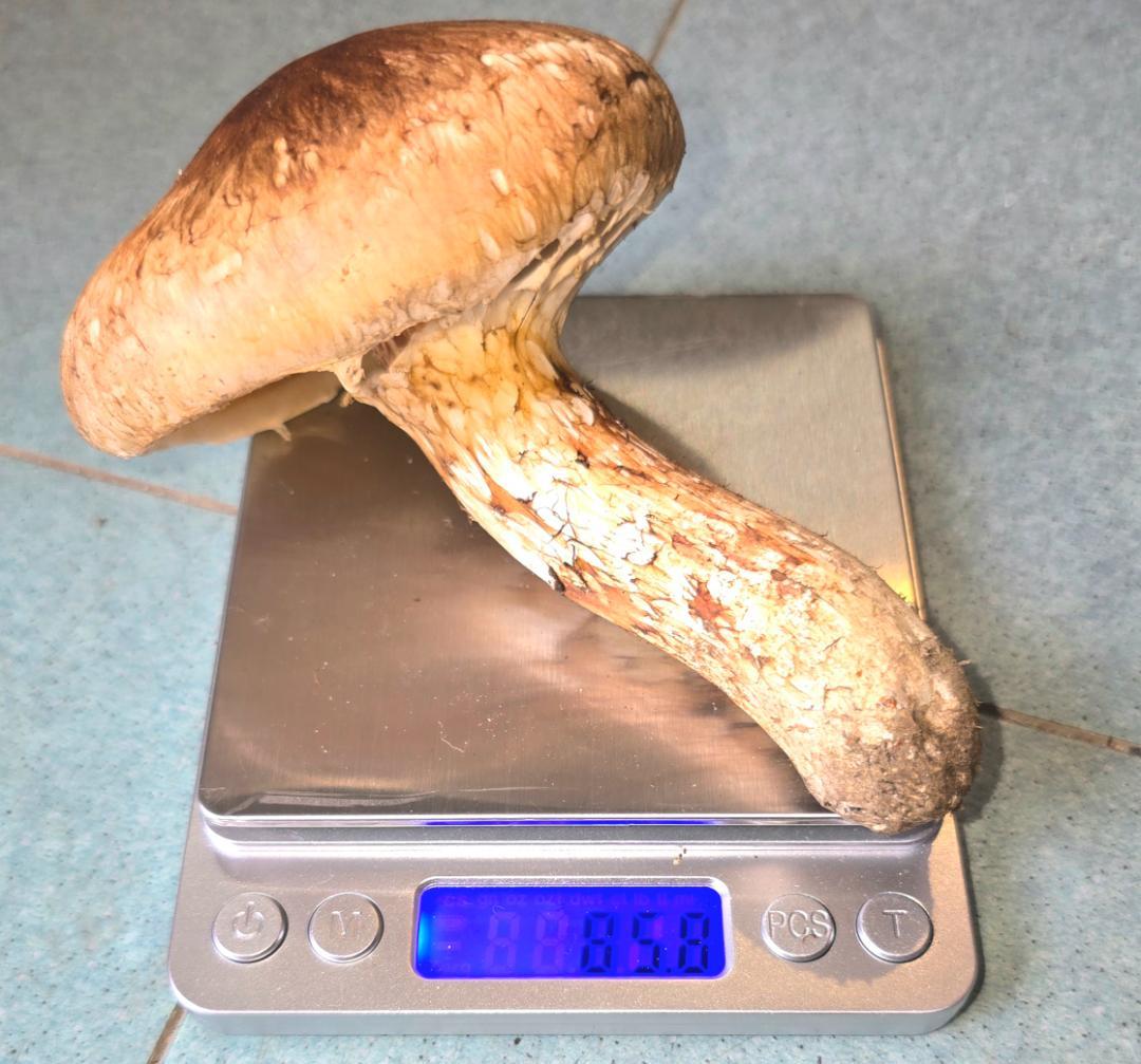 松茸 岩手県産 400g＋おまけ102g 10月18日獲れ