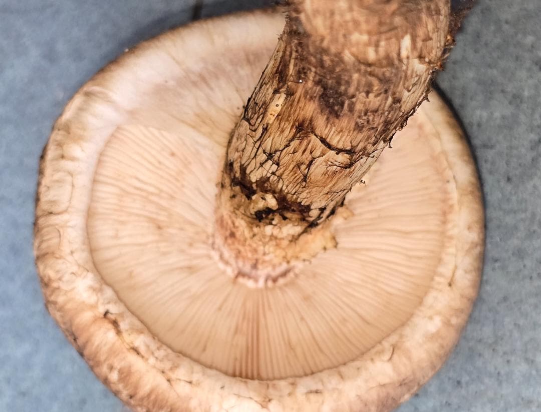 松茸 岩手県産 400g＋おまけ102g 10月18日獲れ