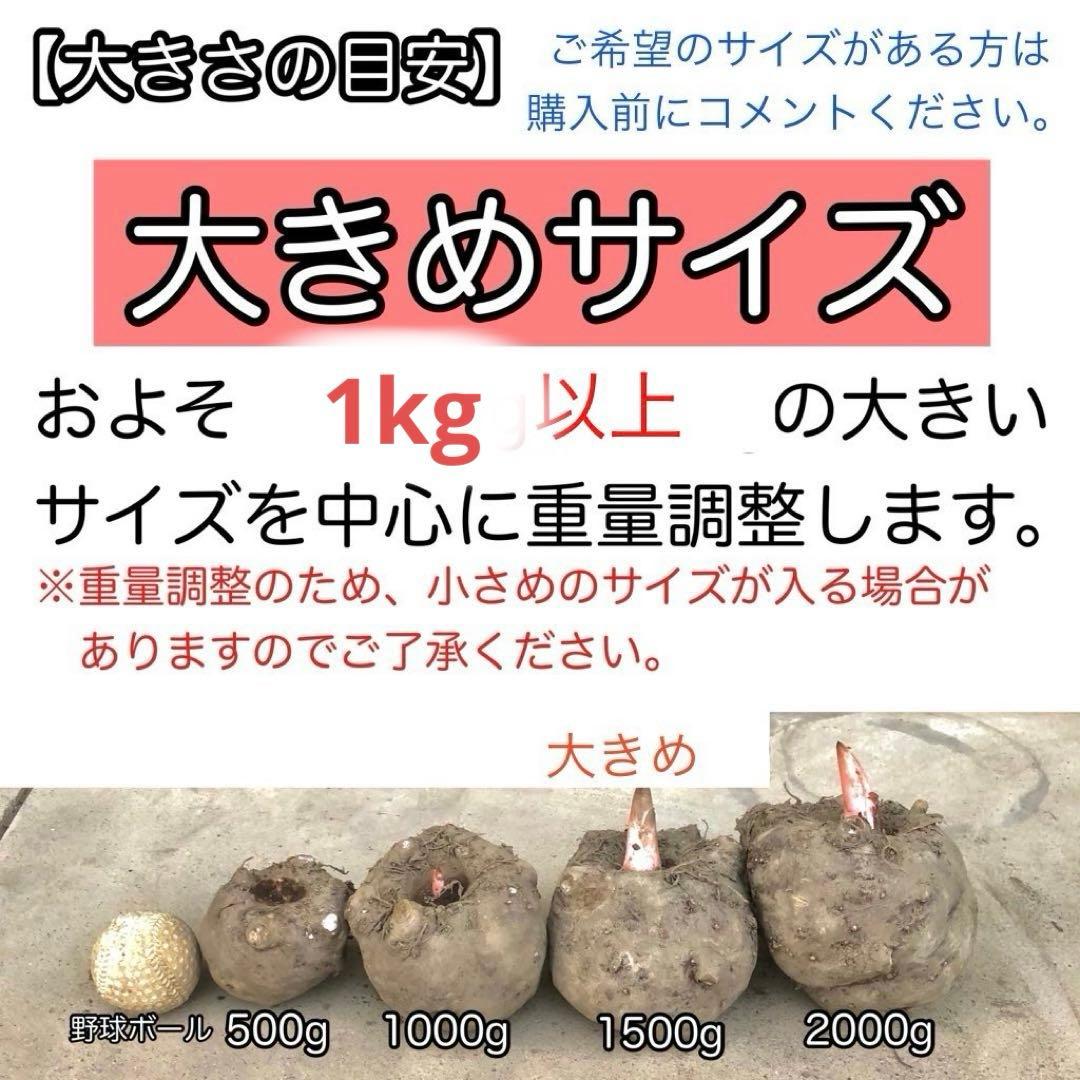 群馬県産こんにゃく芋　箱込み２０キロ以内