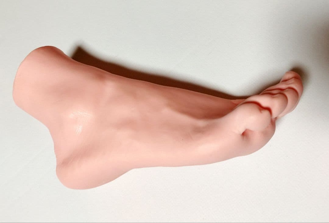 人体模型セット 頭部・足部・頭蓋骨