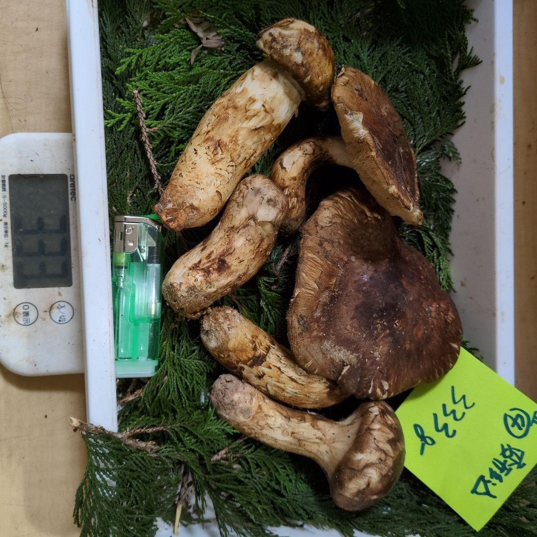 和歌山松茸 新鮮朝市　変形込　333㌘