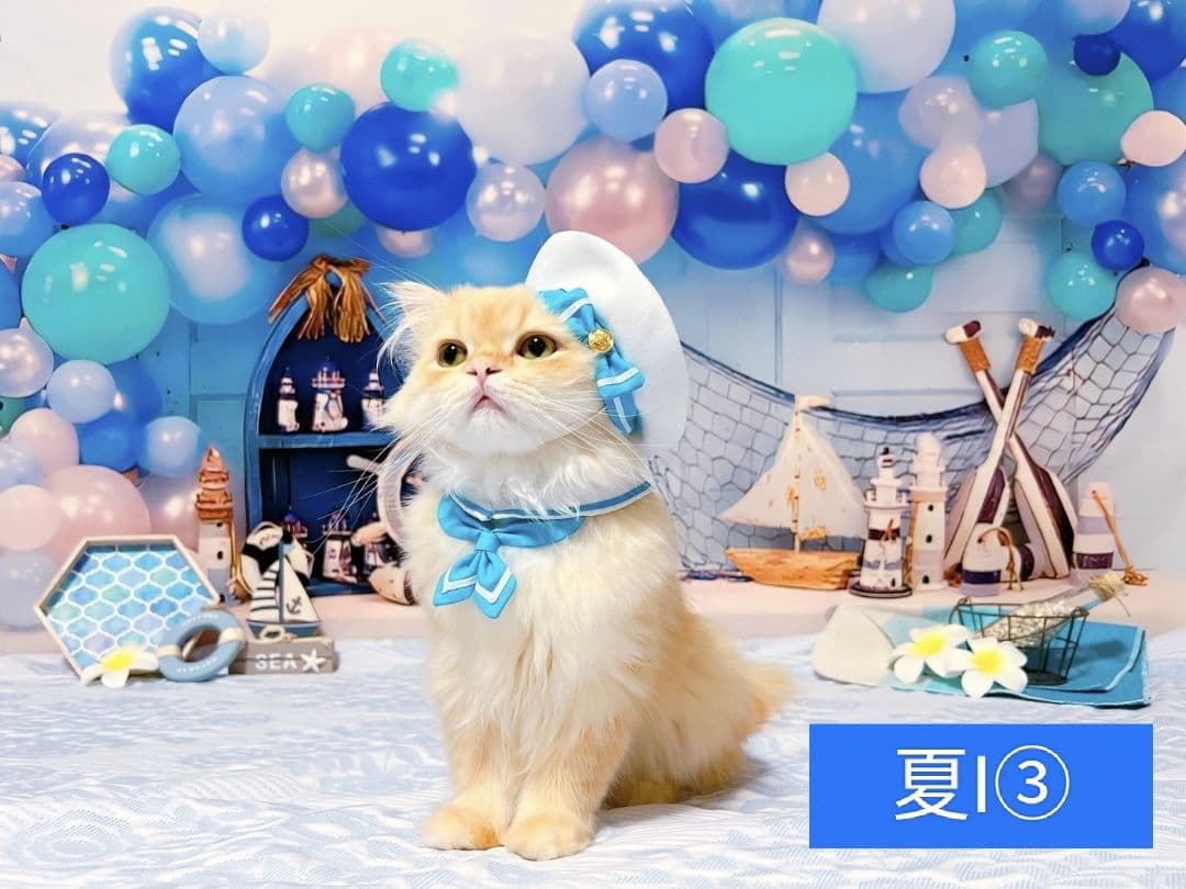 背景布【　ハートI　】サンプル　バレンタイン撮影用♪　トリミングチョーカー販売中