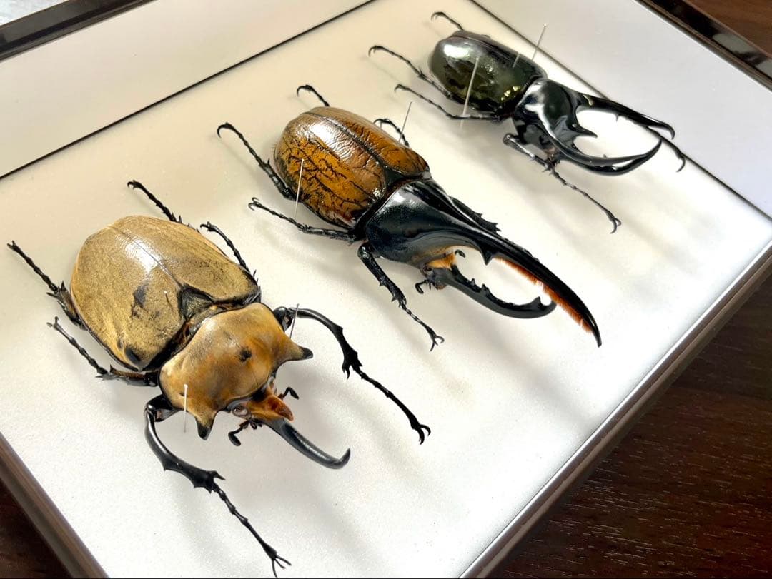 外国産カブト3種 標本　ヘラクレス・リッキー　エレファス　コーカサス