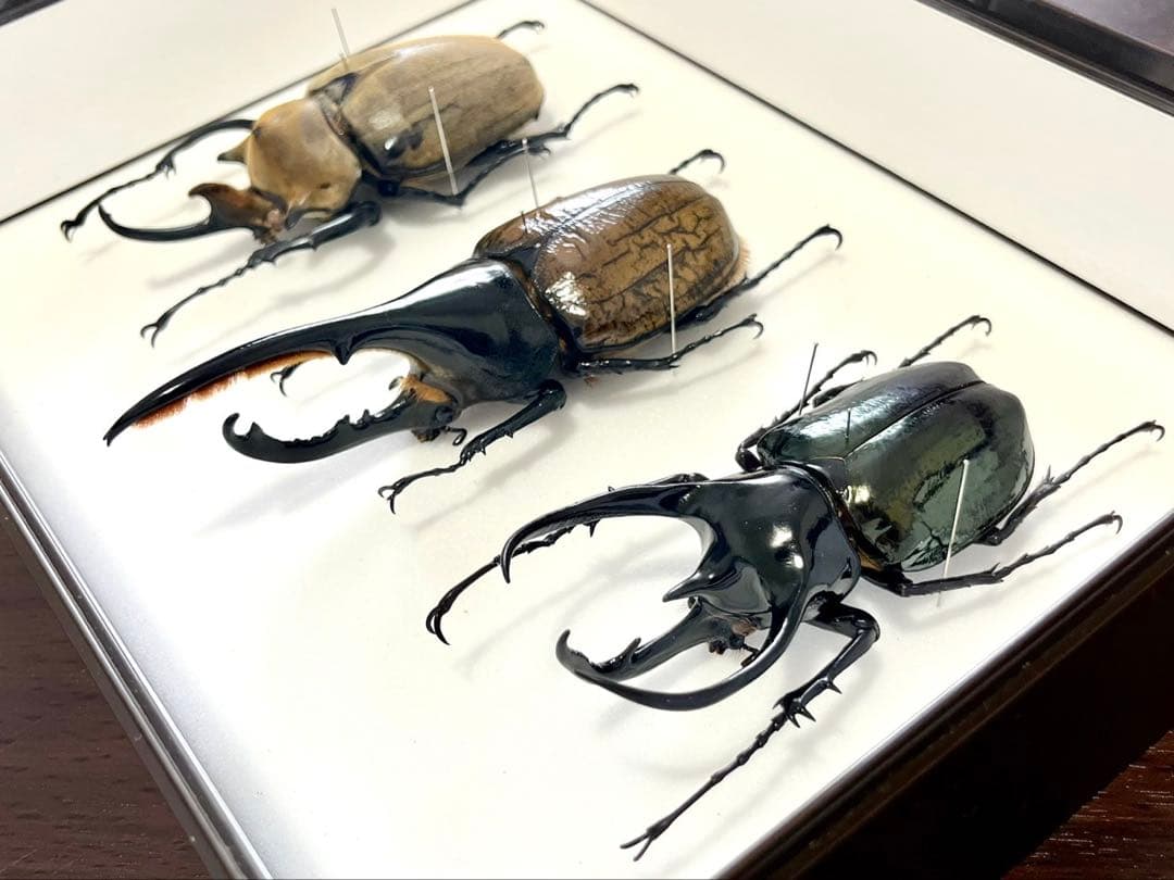 外国産カブト3種 標本　ヘラクレス・リッキー　エレファス　コーカサス