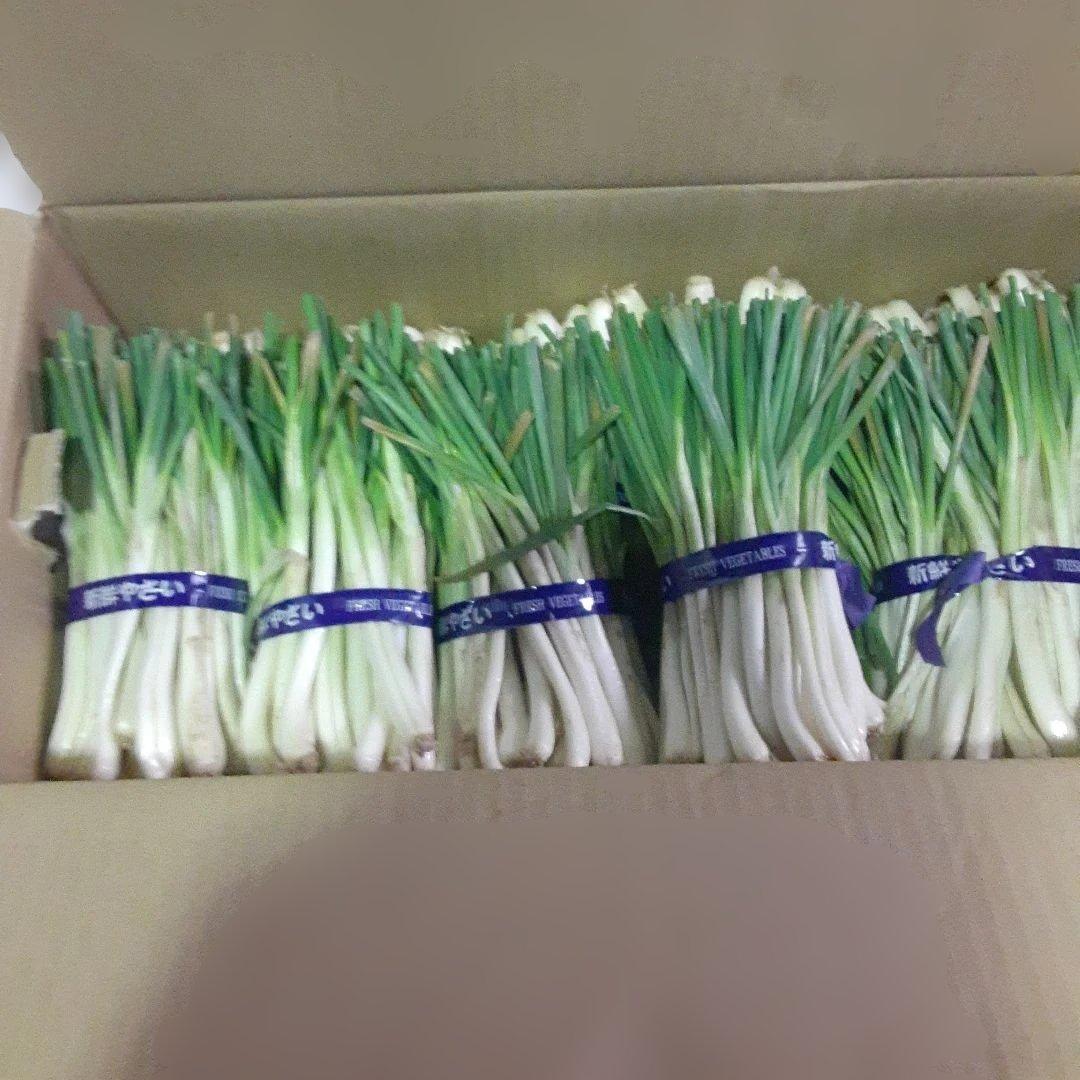 沖縄県産♪島らっきょう7.2㎏