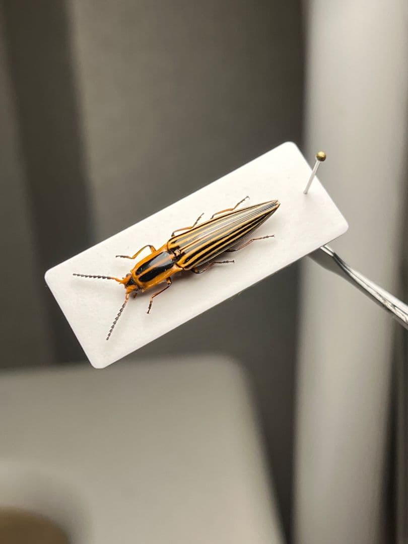 【22mm】フェラーリコメツキムシ に酷似 アングラトゥスミカドコメツキムシ標本