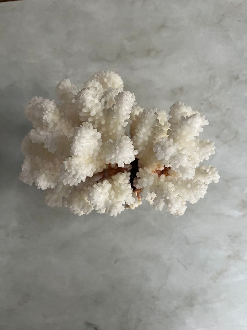 天然ホワイトサンゴ