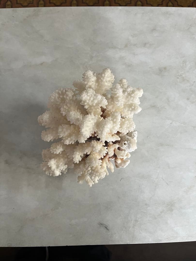 天然ホワイトサンゴ
