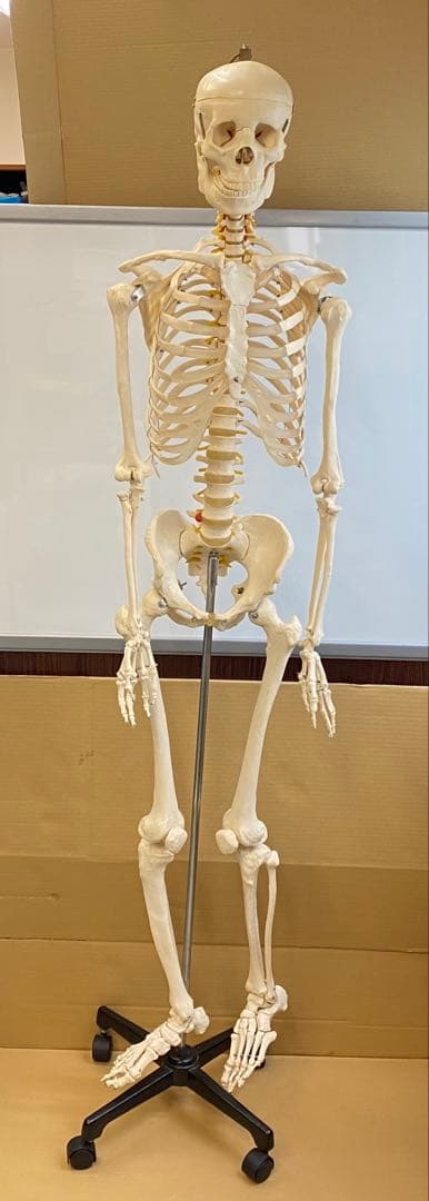 人体骨格模型 約176ｃｍ 土台含 キャスター付き