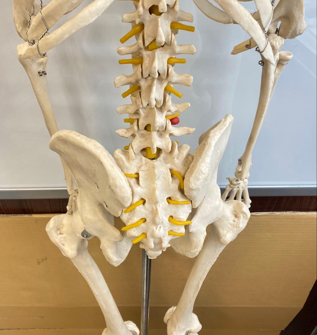 人体骨格模型 約176ｃｍ 土台含 キャスター付き