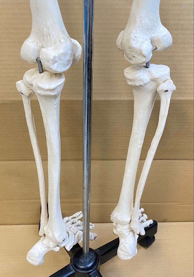 人体骨格模型 約176ｃｍ 土台含 キャスター付き