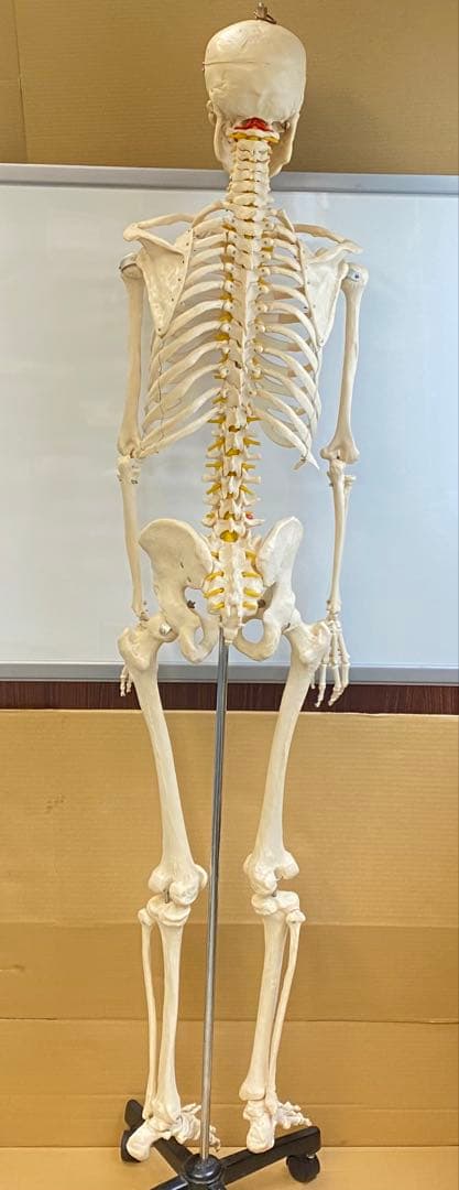 人体骨格模型 約176ｃｍ 土台含 キャスター付き