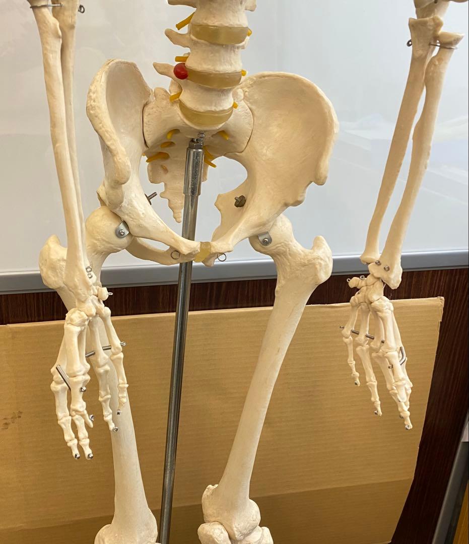 人体骨格模型 約176ｃｍ 土台含 キャスター付き
