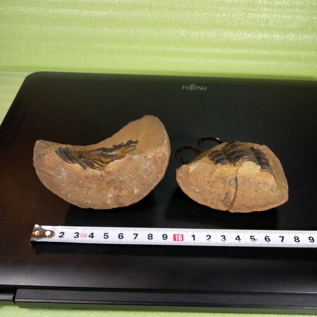 三葉虫　化石　fossil　ボリビア産　trilobite　ノジュール管理①