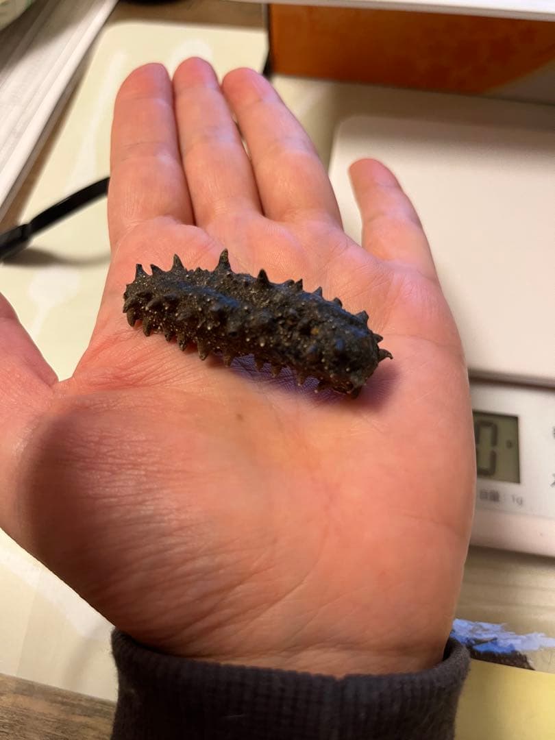 北海道産乾燥ナマコ　訳あり　B級品　混合サイズ　(中〜小)合計261g