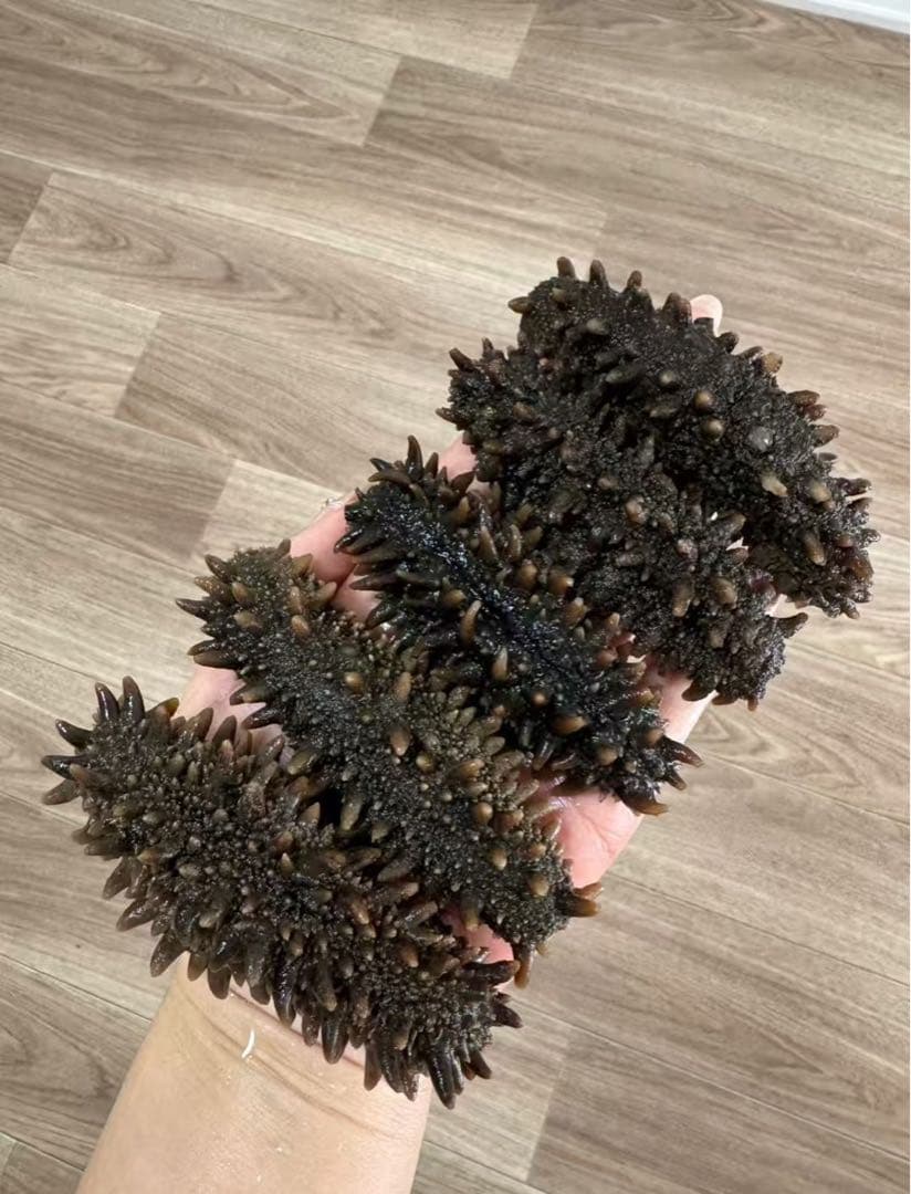 【北海道産】 乾燥なまこ 天然 厳選A級品 100g S(5g以下