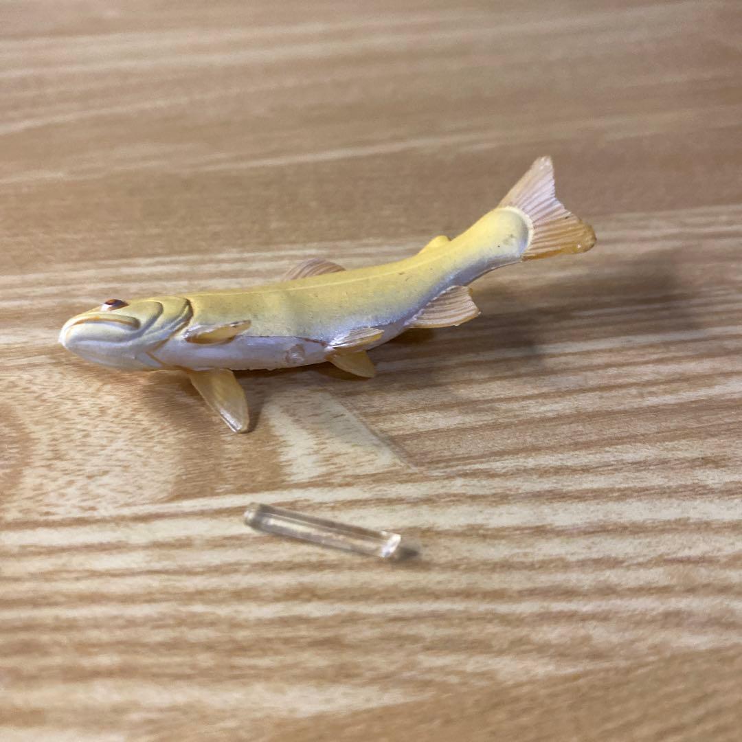 【中古】YUJIN 原色淡水魚図鑑　イワナ ウナギ　大正三色