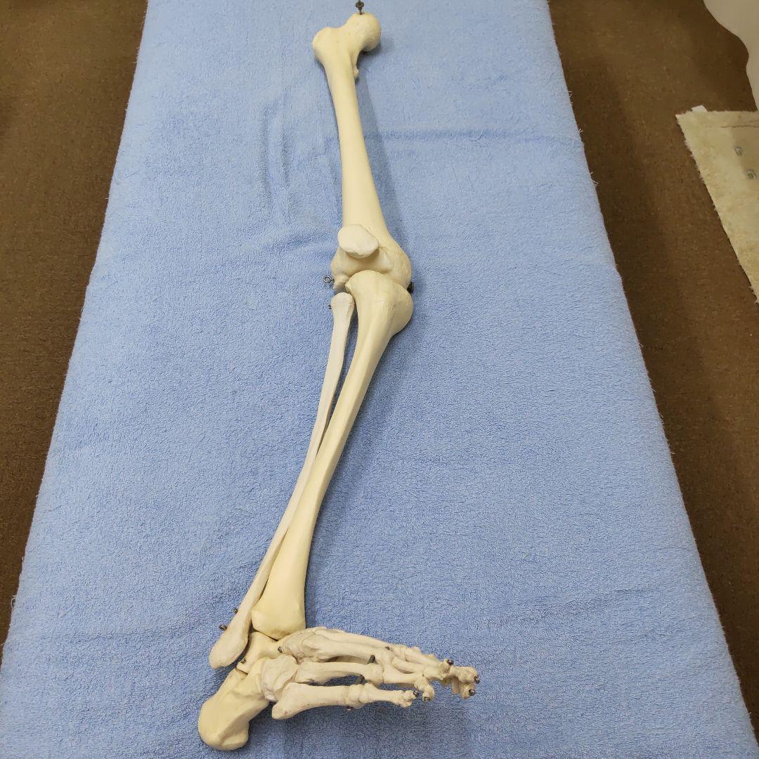 人体模型 股関節、膝、足関節