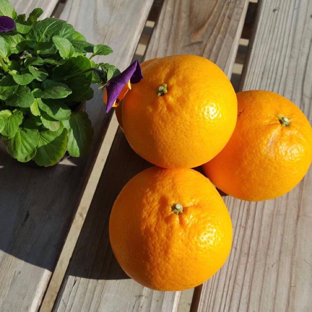 11-5+5k あいか28号みかん5キロ＆はれひめ5キロセット　九州〜東海料金