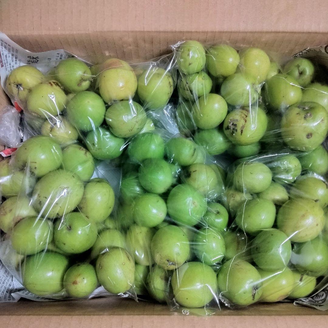 yurika/アテモヤＢ品4.4kg+インドナツメ小粒C品５kg