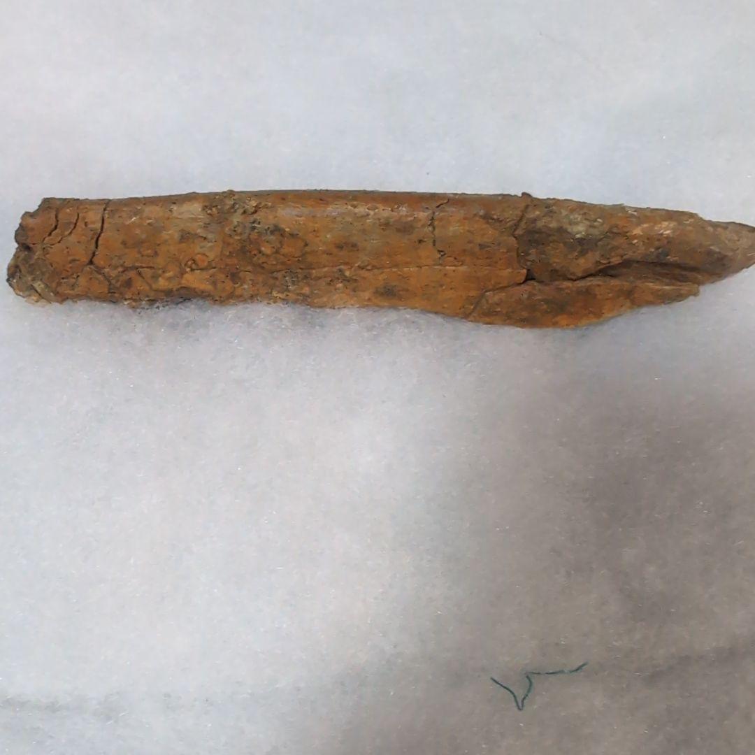 本物　恐竜　エドモントサウルスの助骨　化石　ヘルクリーク層　ネームプレート付