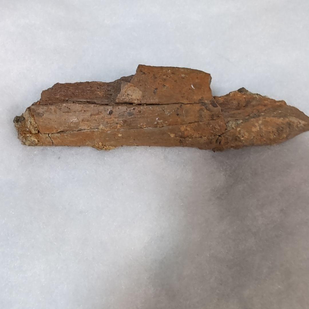 本物　恐竜　エドモントサウルスの助骨　化石　ヘルクリーク層　ネームプレート付