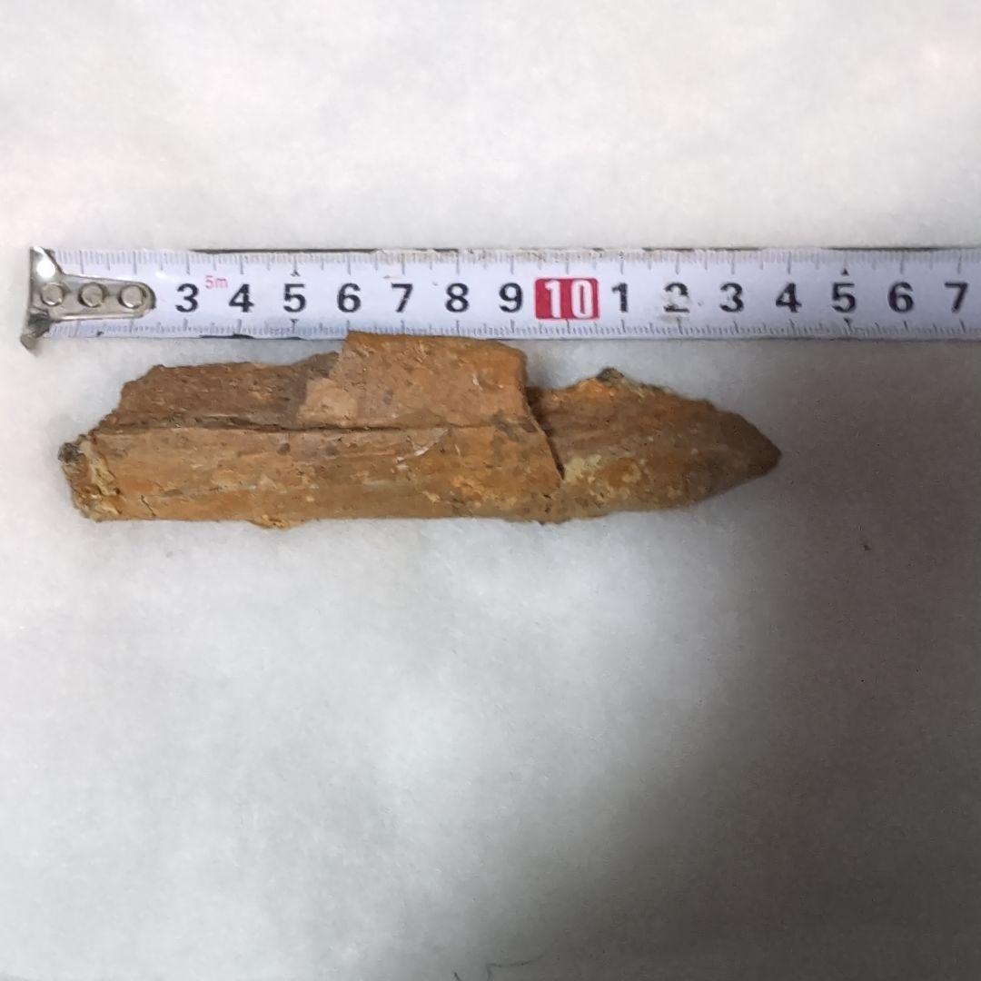 本物　恐竜　エドモントサウルスの助骨　化石　ヘルクリーク層　ネームプレート付