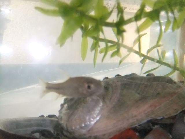 和竿　竹竿　タナゴ竿　65ーＡ12