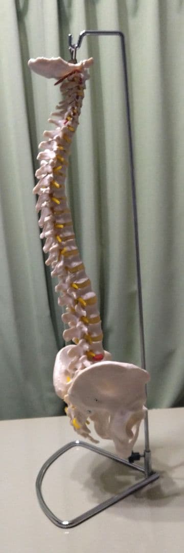 脊椎模型 （約73cm スタンド付き）