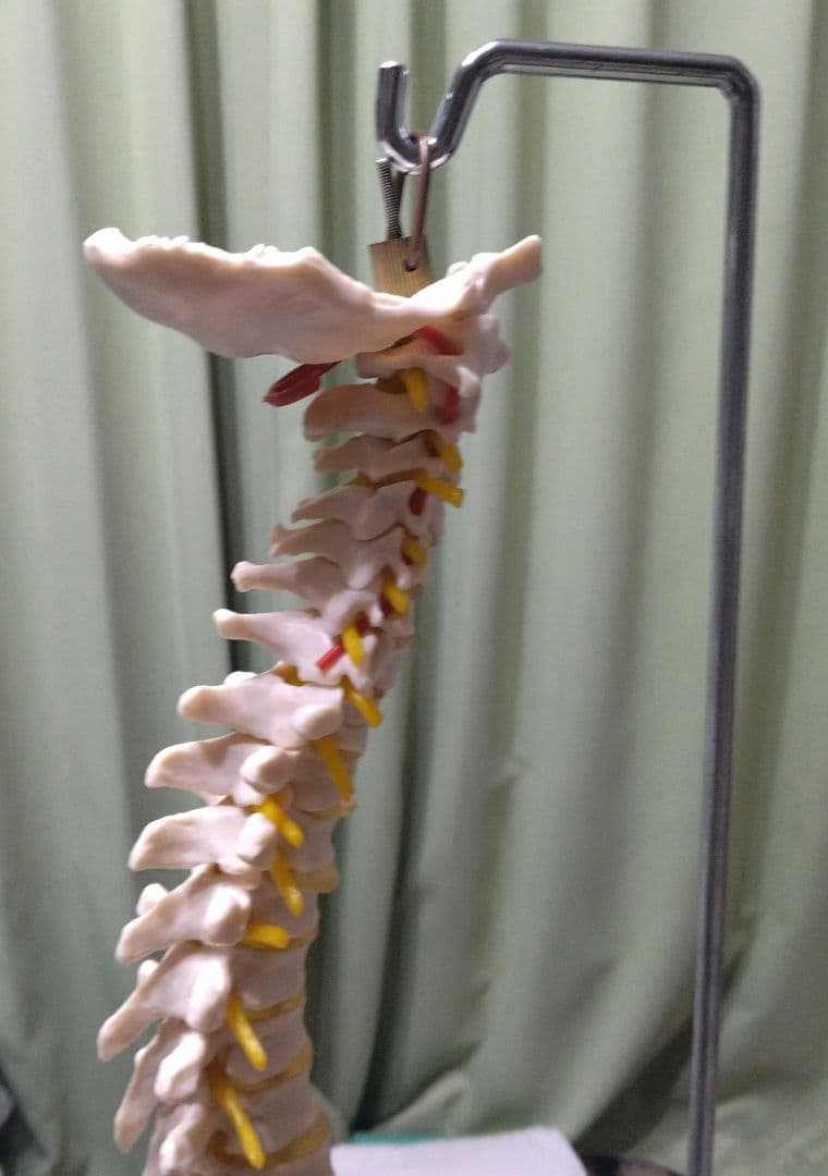 脊椎模型 （約73cm スタンド付き）