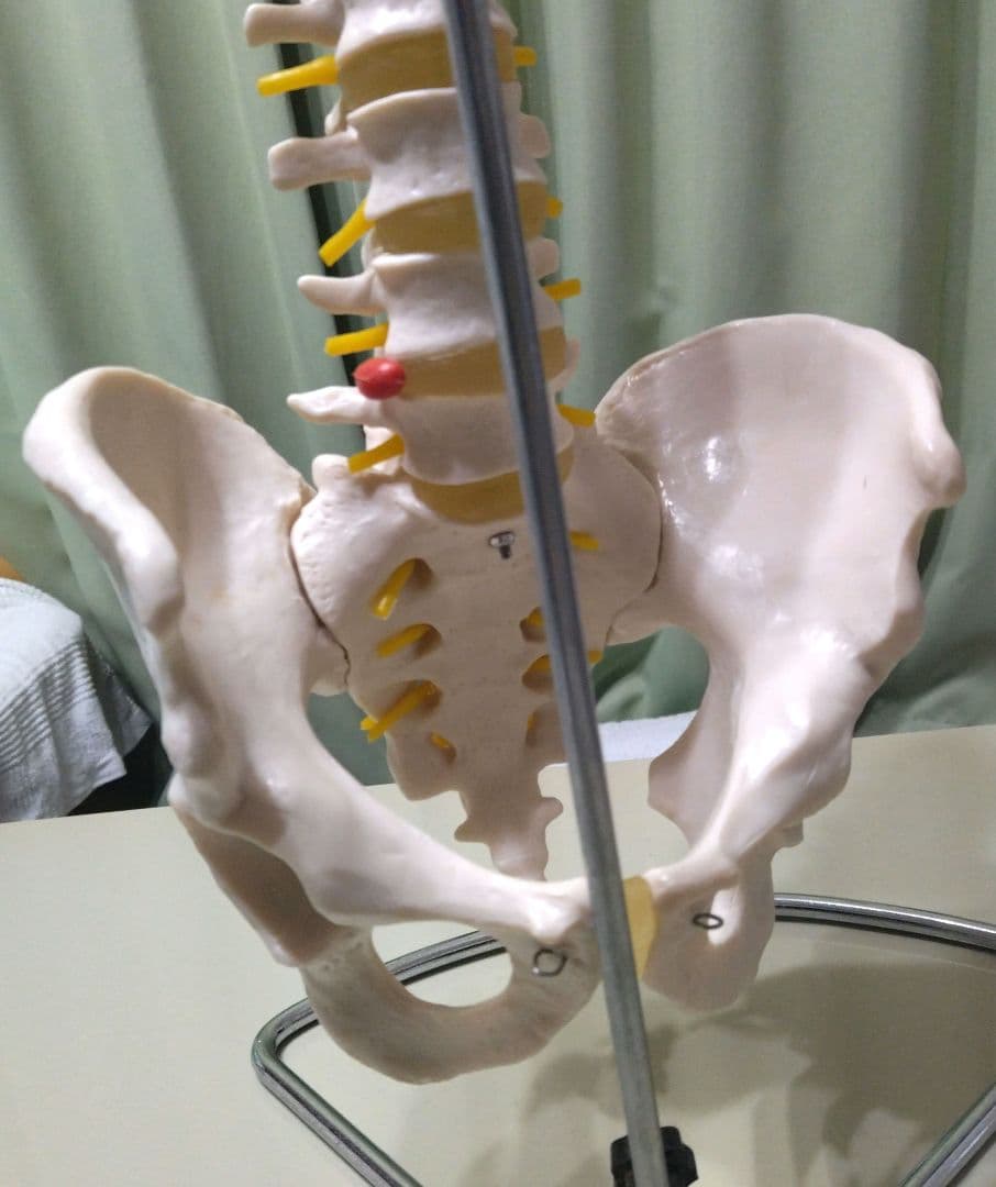 脊椎模型 （約73cm スタンド付き）