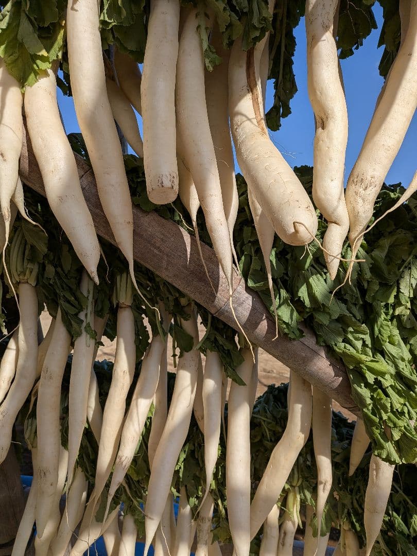 干し大根　細め小さめ　訳あり　箱込み約20kg