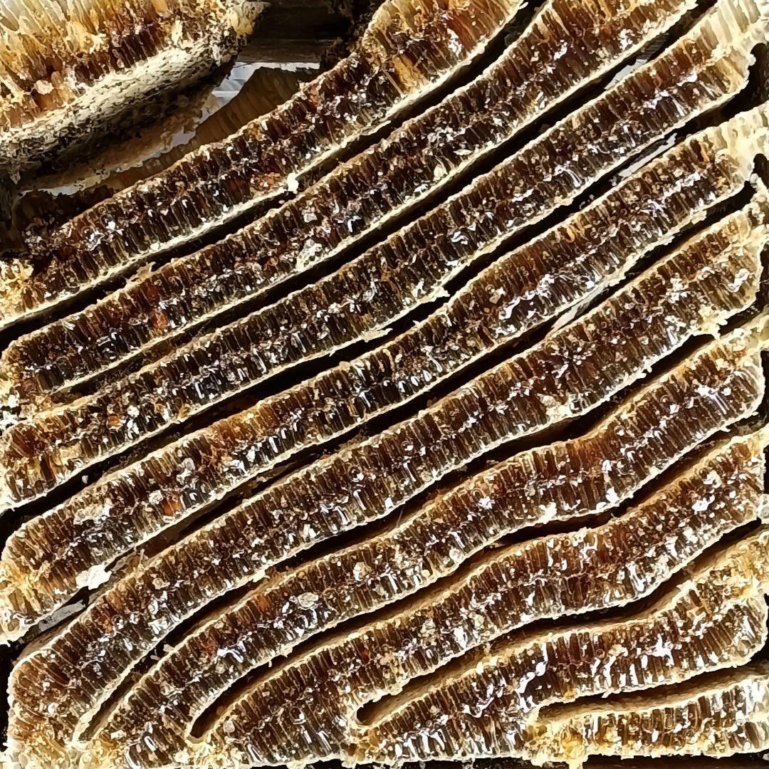 日本蜜蜂のハチミツ880g垂れ蜜