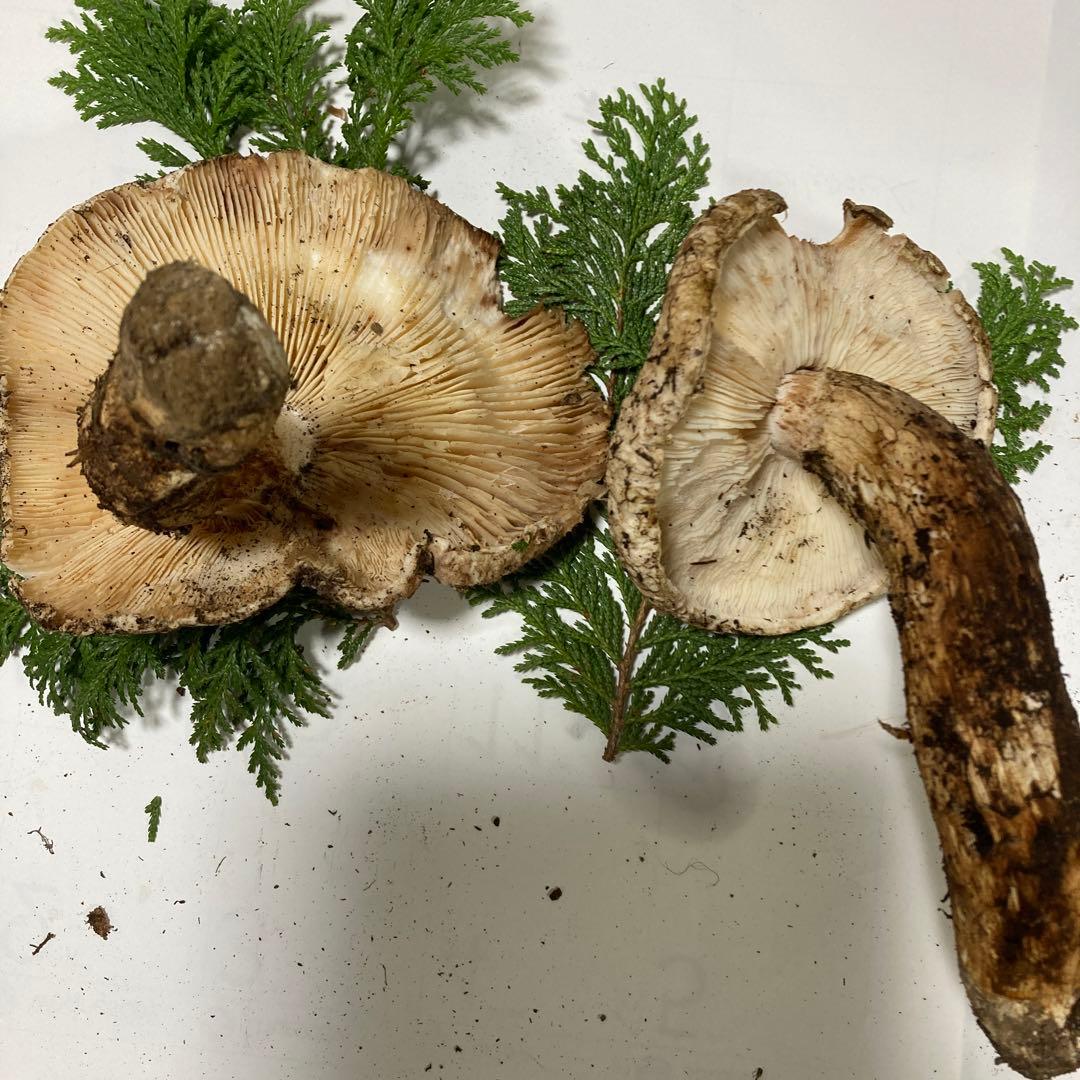 岩手県産　松茸　訳あり(開き)290g