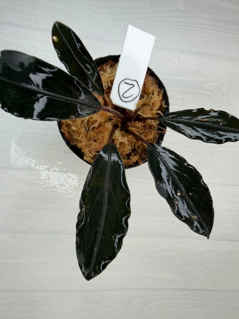 n*a様 ⭐︎ブセファランドラ モトレィアーナ黒青絶品個体②パダワン　根伏せから