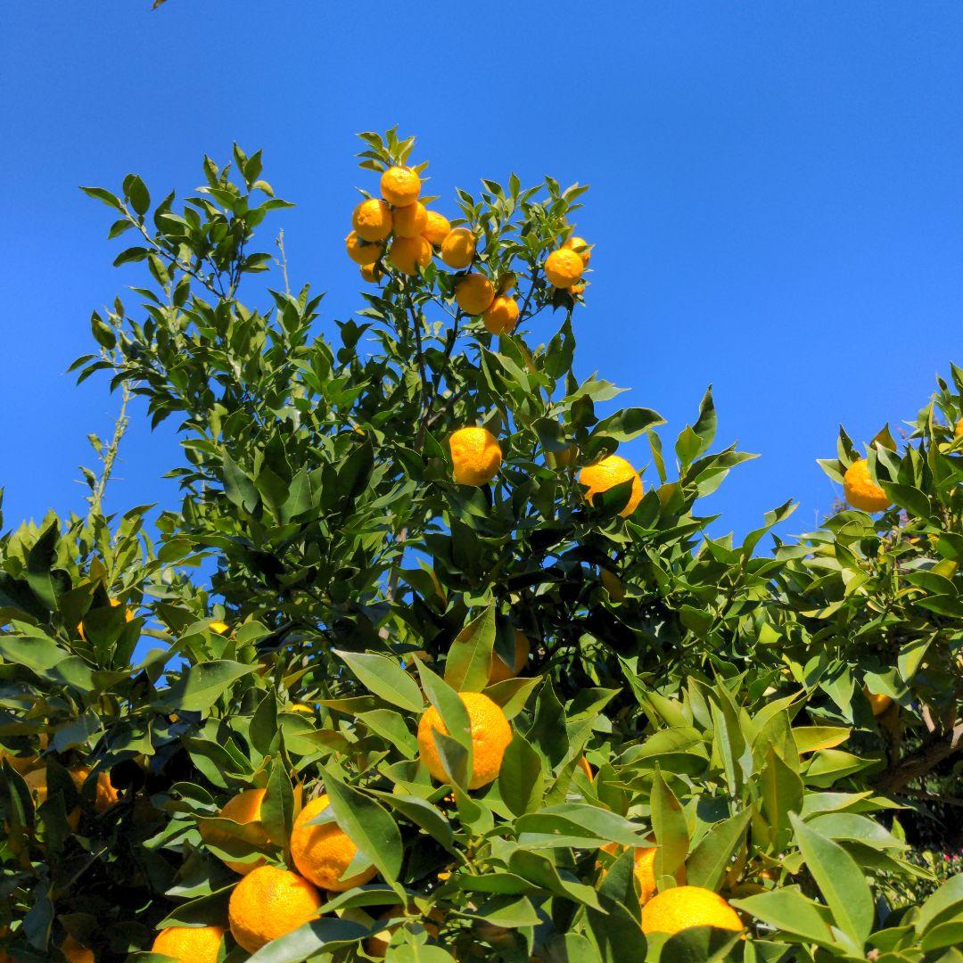 霜降り完熟本柚子１５kg。鍋料理、ポン酢、柚子胡椒、柚子味噌、ジャム、酒、焼酎