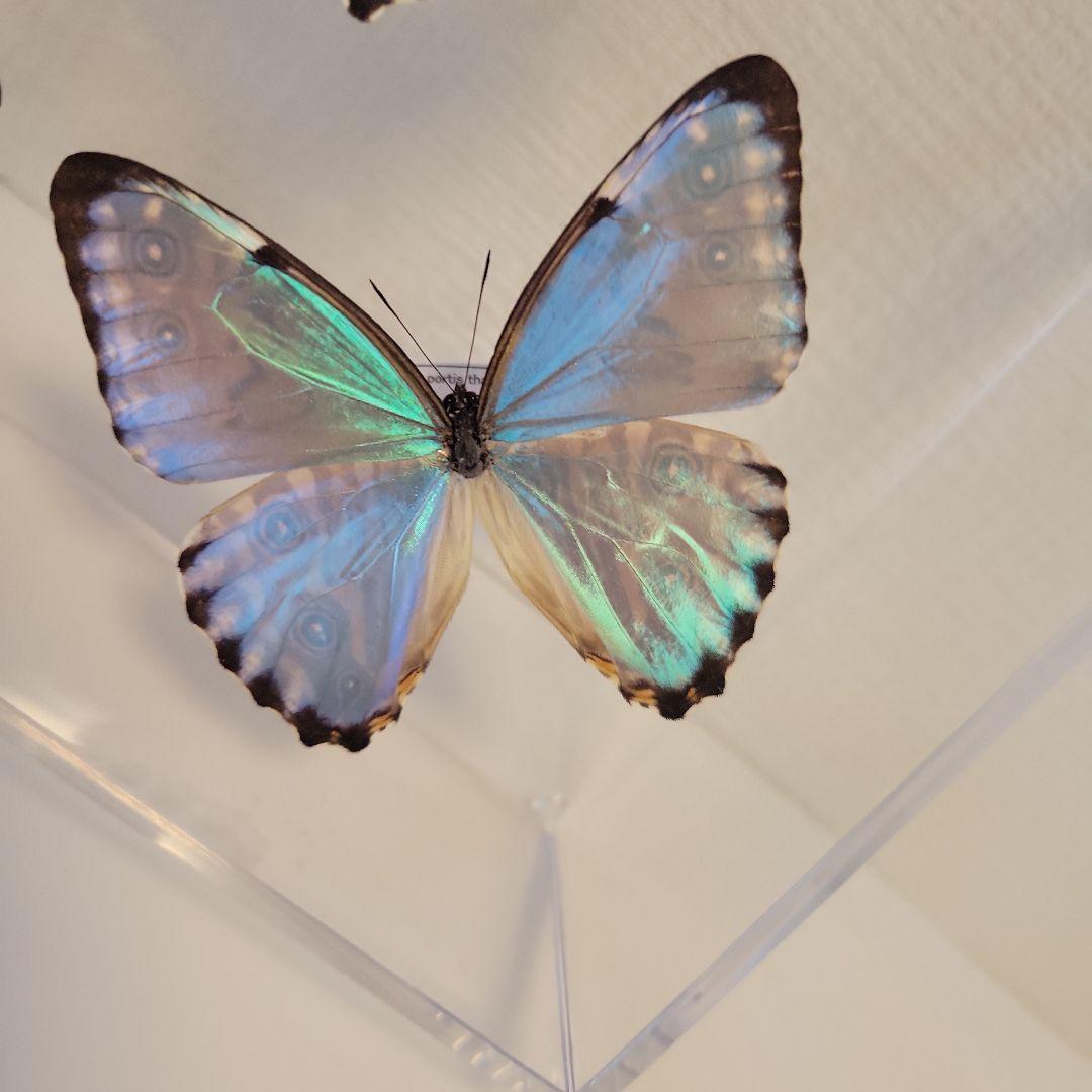 蝶の標本　モルフォの世界(特珍)