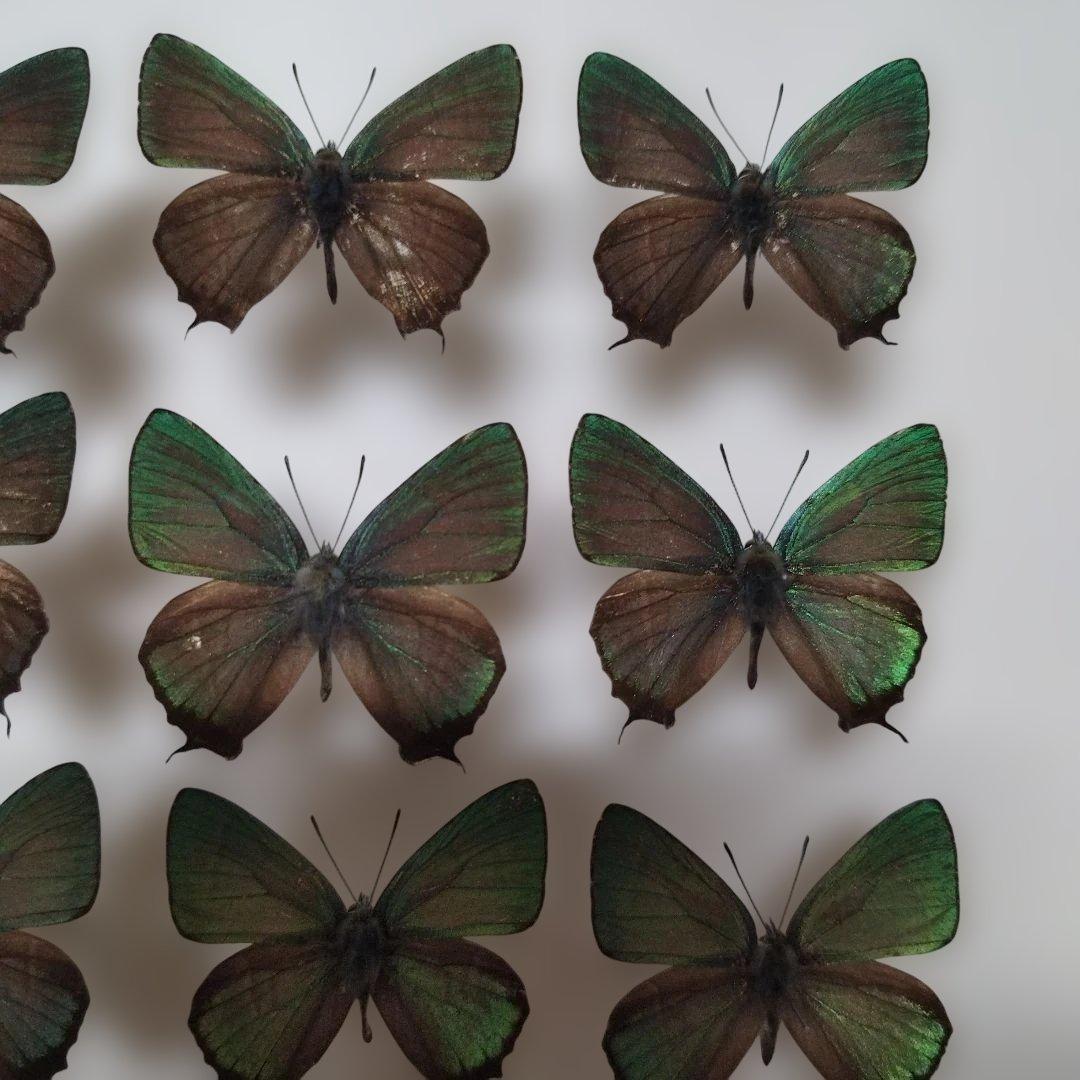 蝶標本　オオミドリシジミ属　１２頭　青森県　不習岳産