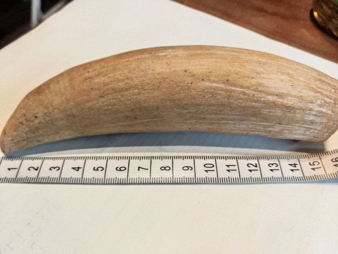 マッコウクジラの歯