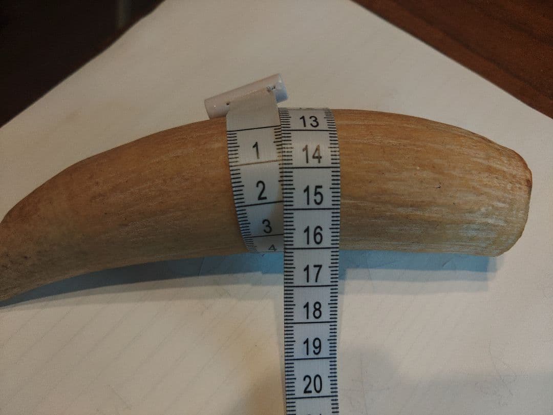 マッコウクジラの歯