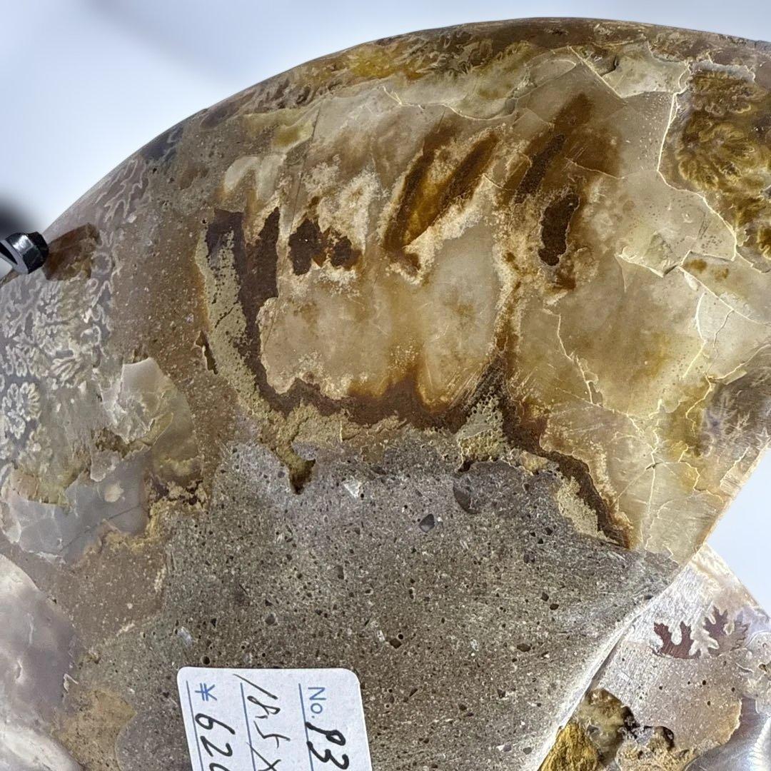アモナイト化石 ペア　スタンド付き