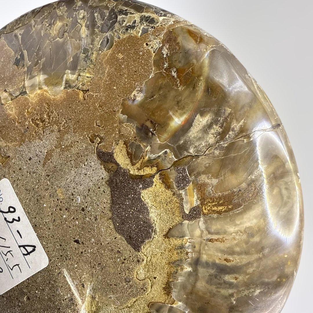 アモナイト化石 ペア　スタンド付き