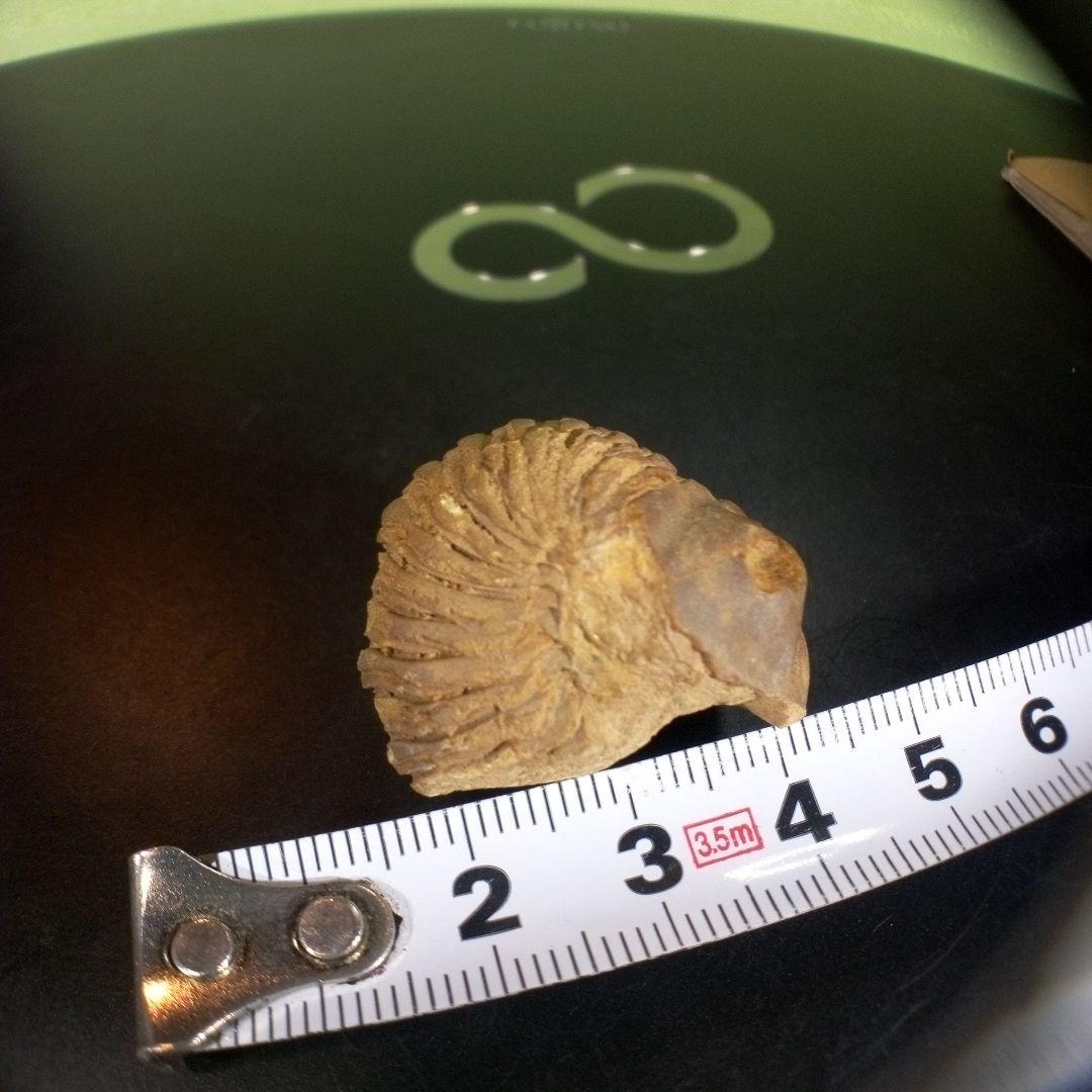 三葉虫　化石　fossil　ボリビア産　trilobite　海生動物個体③