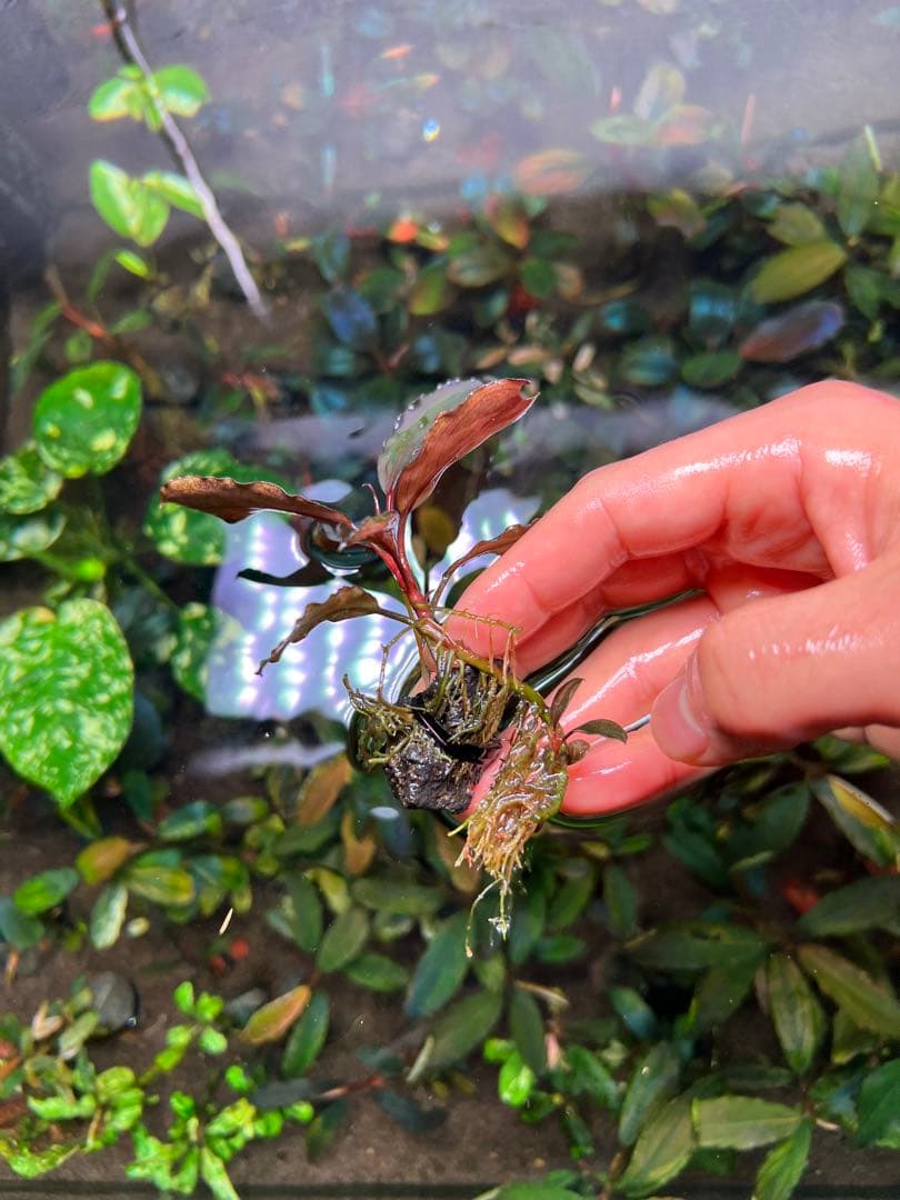水草 Bucephalandra sp. Galaxy Purple