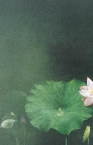 塩崎敬子、【コンポジション　蓮　I】、希少な額装用画集より、新品額装付