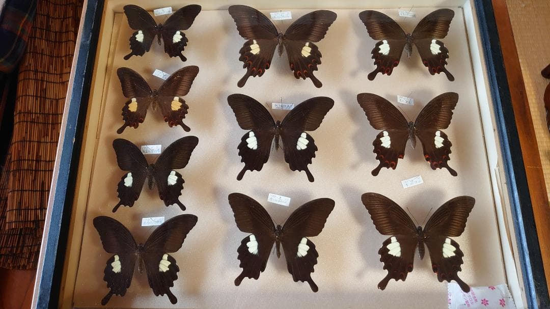 モンキアゲハ ドイツ箱