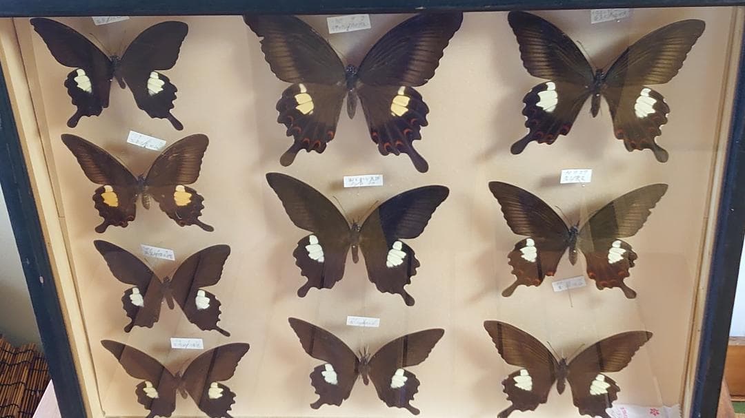 モンキアゲハ ドイツ箱